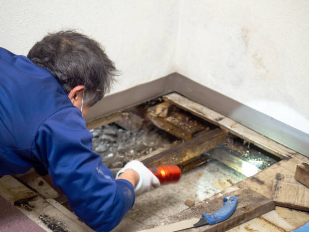 Best Residential Mold Remediation in Bryn Mawr Skyy, WA