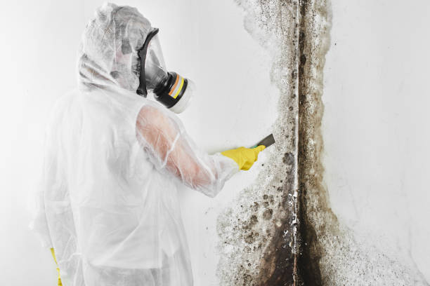 Best Emergency Mold Remediation in Bryn Mawr Skyy, WA