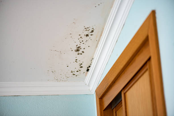 Best Bathroom Mold Remediation in Bryn Mawr Skyy, WA