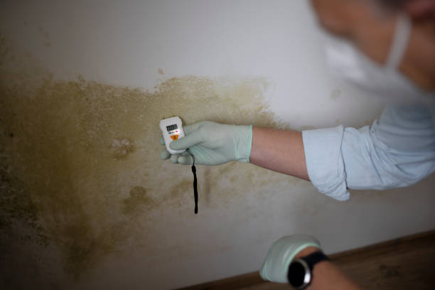 Best Residential Mold Remediation in Bryn Mawr Skyy, WA