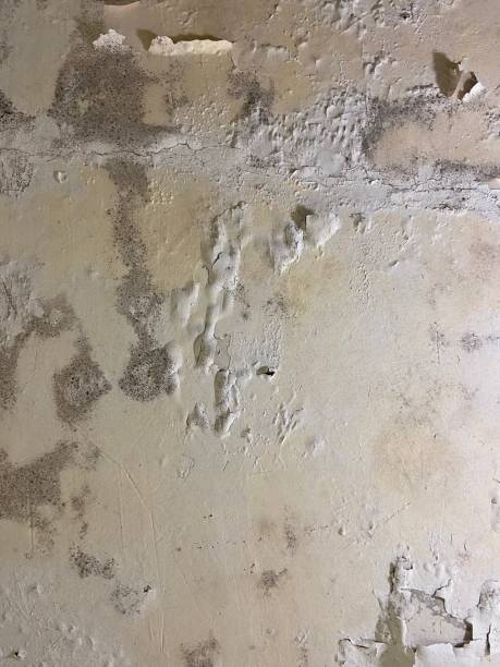 Best Black Mold Remediation in Bryn Mawr Skyy, WA