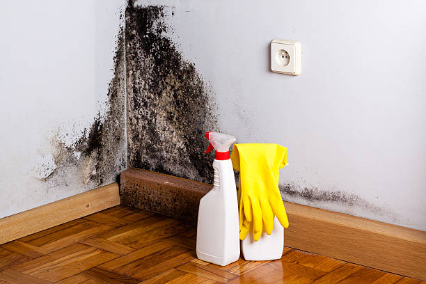 Best Kitchen Mold Remediation in Bryn Mawr Skyy, WA