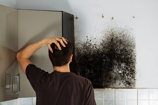 Best Preventive Mold Services in Bryn Mawr Skyy, WA